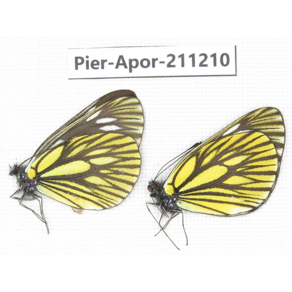 Aporia monbeigi monbeigi. China, Yunnan, Xiangerila, S of Weixi county. 2M. Pier-Apor-211210.
