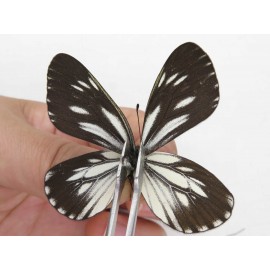 Aporia monbeigi monbeigi. China, Yunnan, Xiangerila, S of Weixi county. 2M. Pier-Apor-211210.