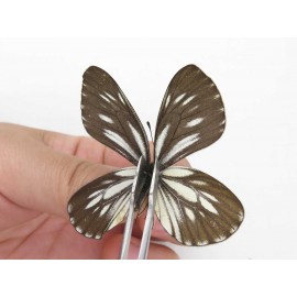 Aporia monbeigi monbeigi. China, Yunnan, Xiangerila, S of Weixi county. 2M. Pier-Apor-211210.