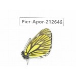 Aporia monbeigi monbeigi. China, Yunnan, Xiangerila, Weixi county, N of Mt.Yunling. 1M. Pier-Apor-212646.