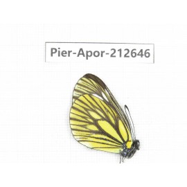 Aporia monbeigi monbeigi. China, Yunnan, Xiangerila, Weixi county, N of Mt.Yunling. 1M. Pier-Apor-212646.