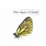 Aporia monbeigi monbeigi. China, Yunnan, Xiangerila, Weixi county, N of Mt.Yunling. 1M. Pier-Apor-212648.