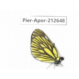 Aporia monbeigi monbeigi. China, Yunnan, Xiangerila, Weixi county, N of Mt.Yunling. 1M. Pier-Apor-212648.