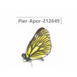 Aporia monbeigi monbeigi. China, Yunnan, Xiangerila, Weixi county, N of Mt.Yunling. 1M. Pier-Apor-212649.
