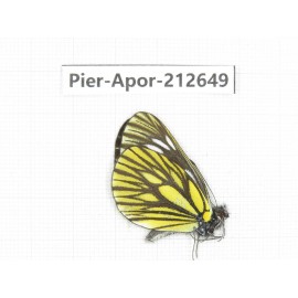 Aporia monbeigi monbeigi. China, Yunnan, Xiangerila, Weixi county, N of Mt.Yunling. 1M. Pier-Apor-212649.