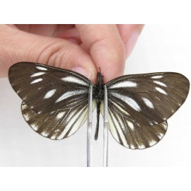 Aporia monbeigi monbeigi. China, Yunnan, Xiangerila, Weixi county, N of Mt.Yunling. 1M. Pier-Apor-212649.