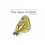 Aporia monbeigi monbeigi. China, Yunnan, Xiangerila, Weixi county, N of Mt.Yunling. 1M. Pier-Apor-212650.