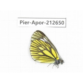 Aporia monbeigi monbeigi. China, Yunnan, Xiangerila, Weixi county, N of Mt.Yunling. 1M. Pier-Apor-212650.