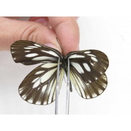 Aporia monbeigi monbeigi. China, Yunnan, Xiangerila, Weixi county, N of Mt.Yunling. 1M. Pier-Apor-212650.