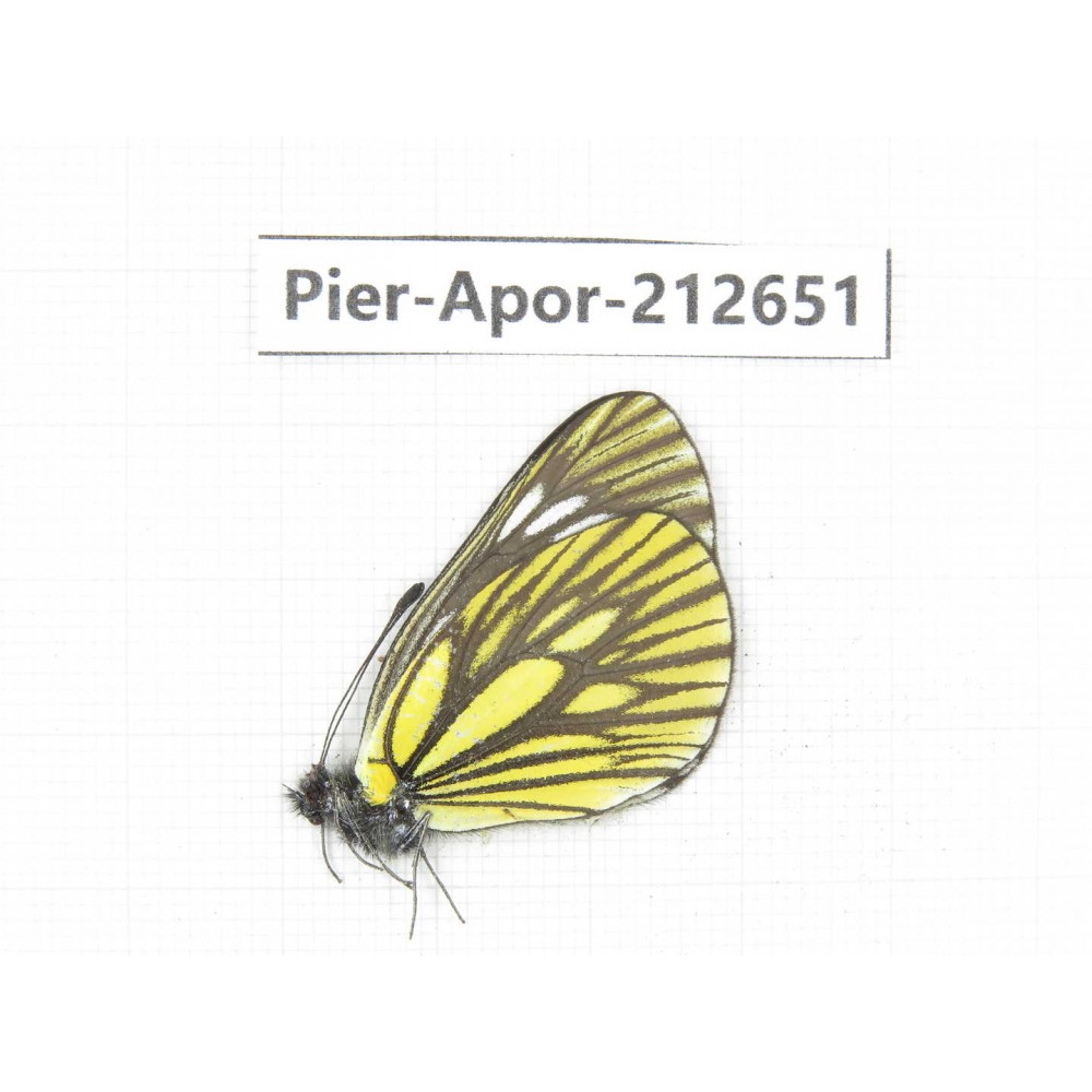 Aporia monbeigi monbeigi. China, Yunnan, Xiangerila, Weixi county, N of Mt.Yunling. 1M. Pier-Apor-212651.