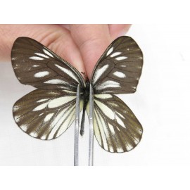Aporia monbeigi monbeigi. China, Yunnan, Xiangerila, Weixi county, N of Mt.Yunling. 1M. Pier-Apor-212651.