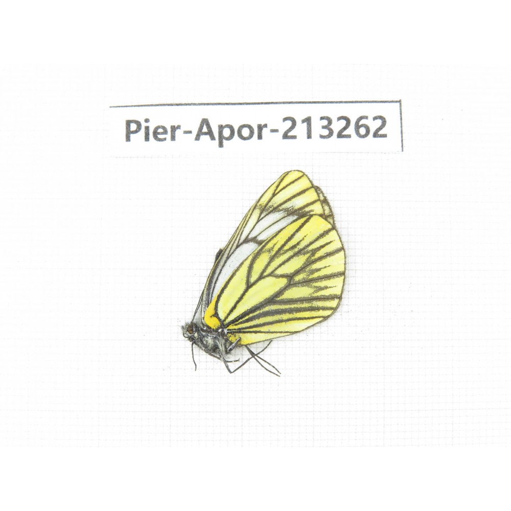 Aporia procris procris. China, Sichuan, Ganzi area, Litang county. 1F. Pier-Apor-213262.