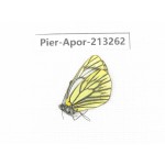 Aporia procris procris. China, Sichuan, Ganzi area, Litang county. 1F. Pier-Apor-213262.