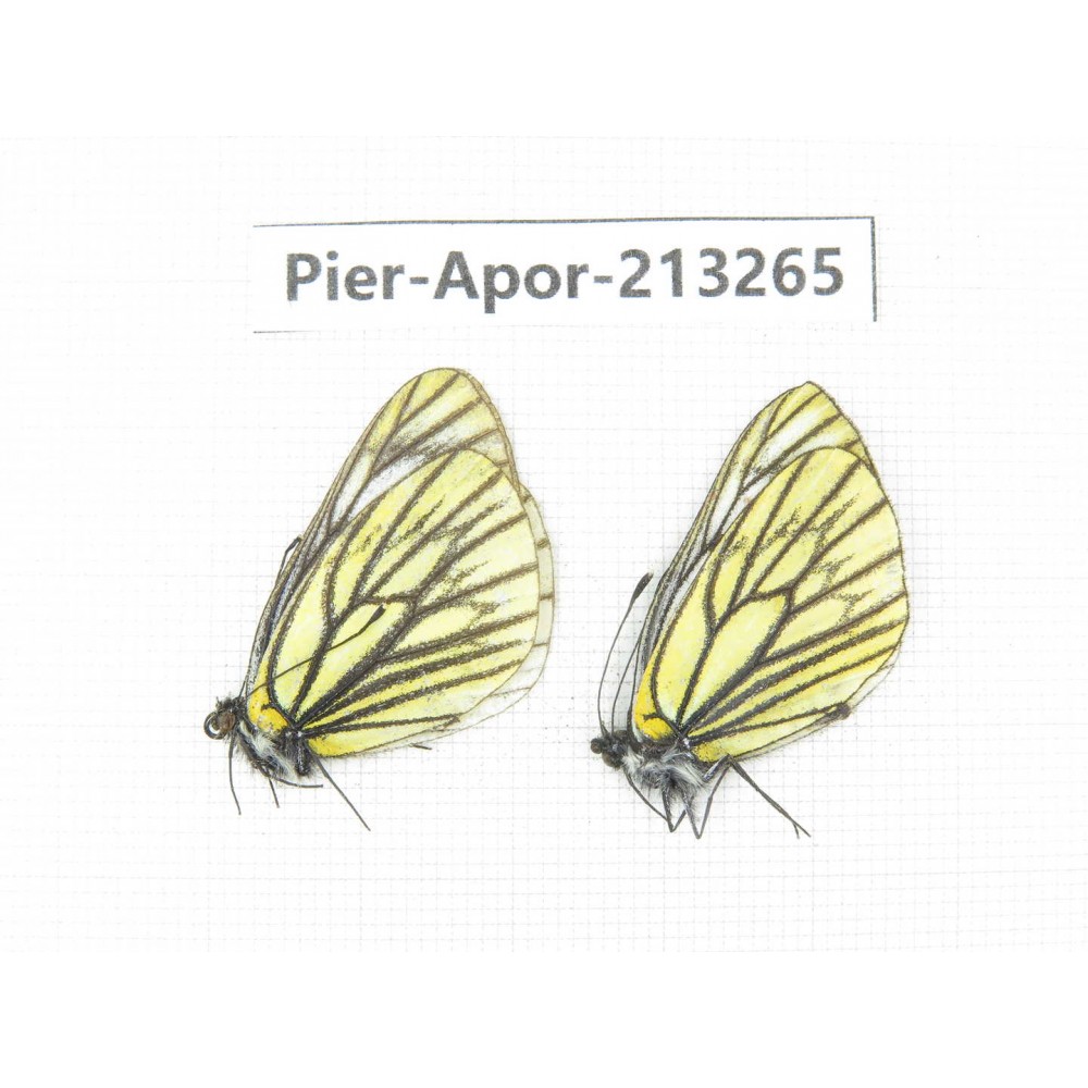 Aporia procris procris. China, Sichuan, Ganzi area, Litang county. 2M. Pier-Apor-213265.