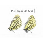 Aporia procris procris. China, Sichuan, Ganzi area, Litang county. 2M. Pier-Apor-213265.
