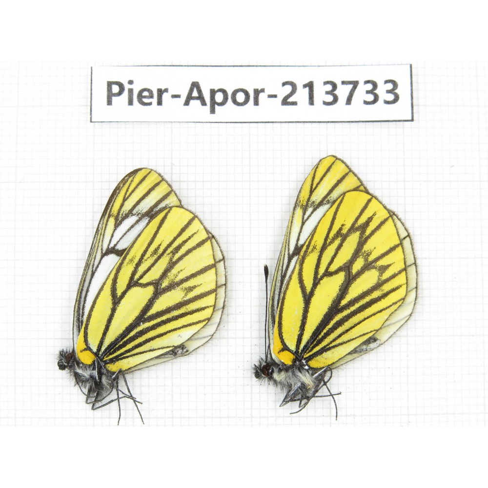 Aporia procris procris. China, Sichuan, Ganzi, Daofu county. 2M. Pier-Apor-213733.