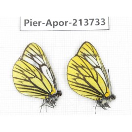 Aporia procris procris. China, Sichuan, Ganzi, Daofu county. 2M. Pier-Apor-213733.