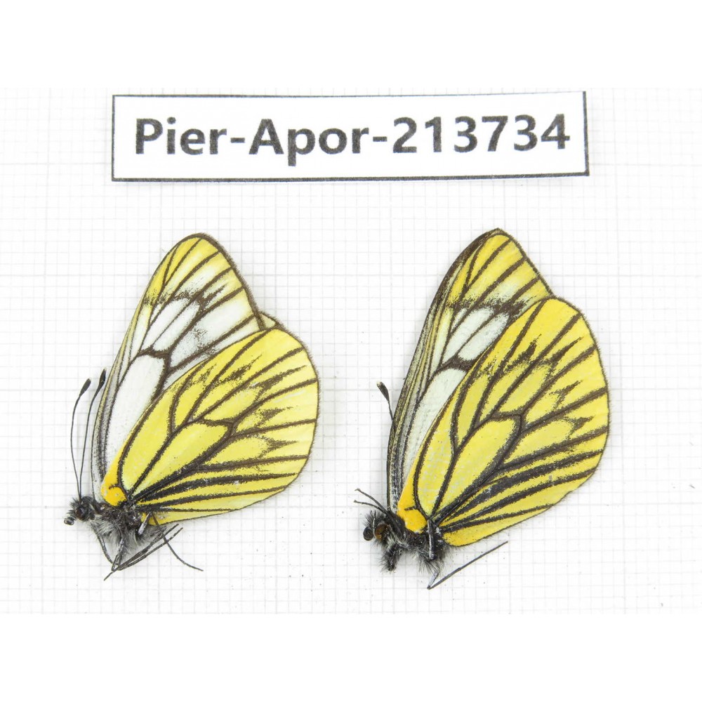 Aporia procris procris. China, Sichuan, Ganzi, Daofu county. 2M. Pier-Apor-213734.
