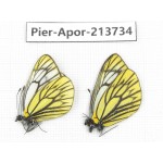 Aporia procris procris. China, Sichuan, Ganzi, Daofu county. 2M. Pier-Apor-213734.