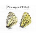 Aporia procris procris. China, Sichuan, Ganzi, Daofu county. 2M. Pier-Apor-213747.