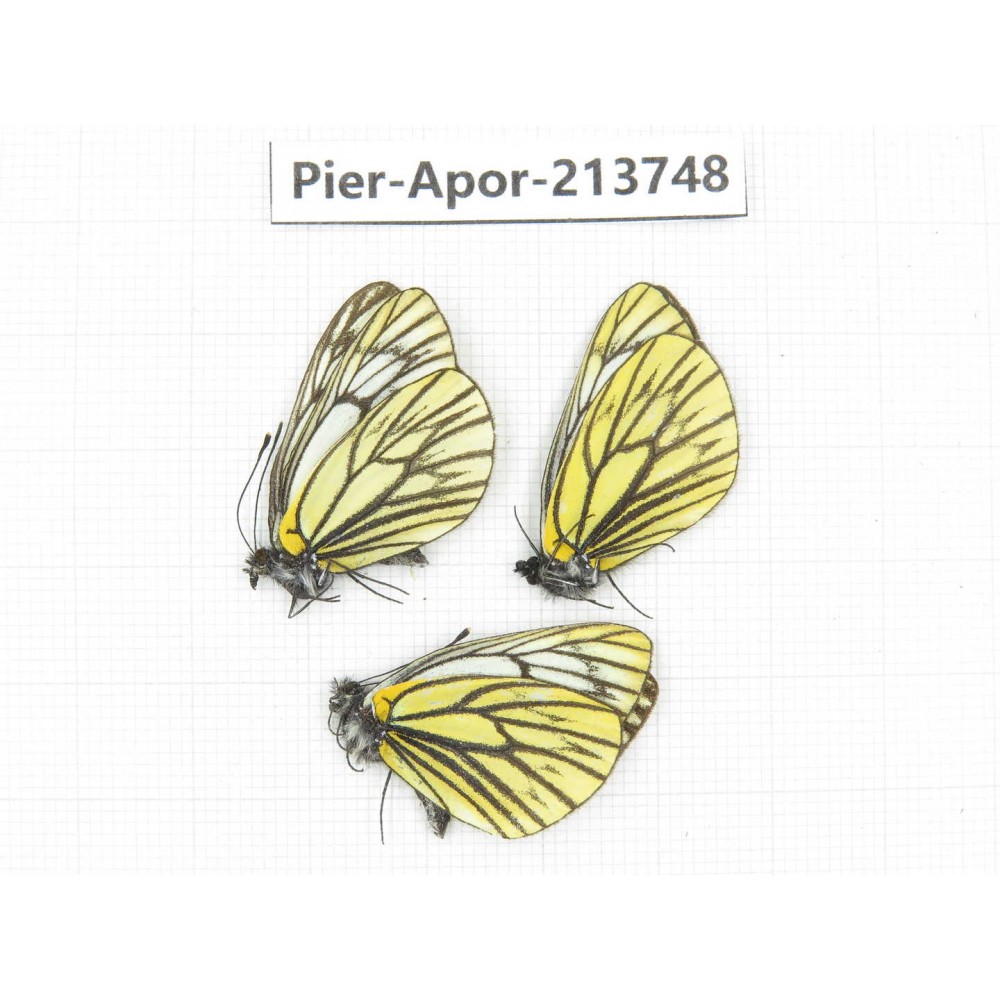 Aporia procris procris. China, Sichuan, Ganzi, Daofu county. 3M. Pier-Apor-213748.