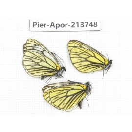 Aporia procris procris. China, Sichuan, Ganzi, Daofu county. 3M. Pier-Apor-213748.