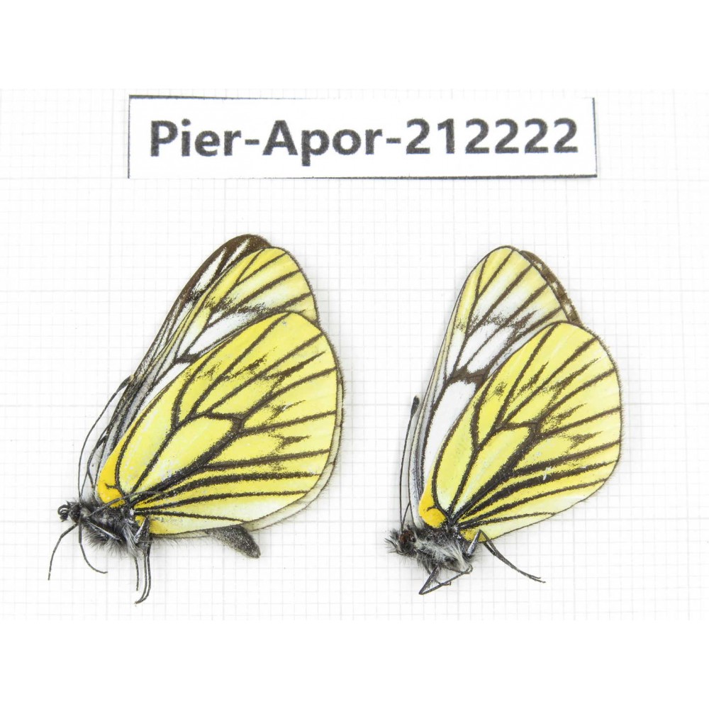 Aporia procris procris. China, Sichuan, Ganzi, Kangding, Mt.Zheduoshan. 2M. Pier-Apor-212222.