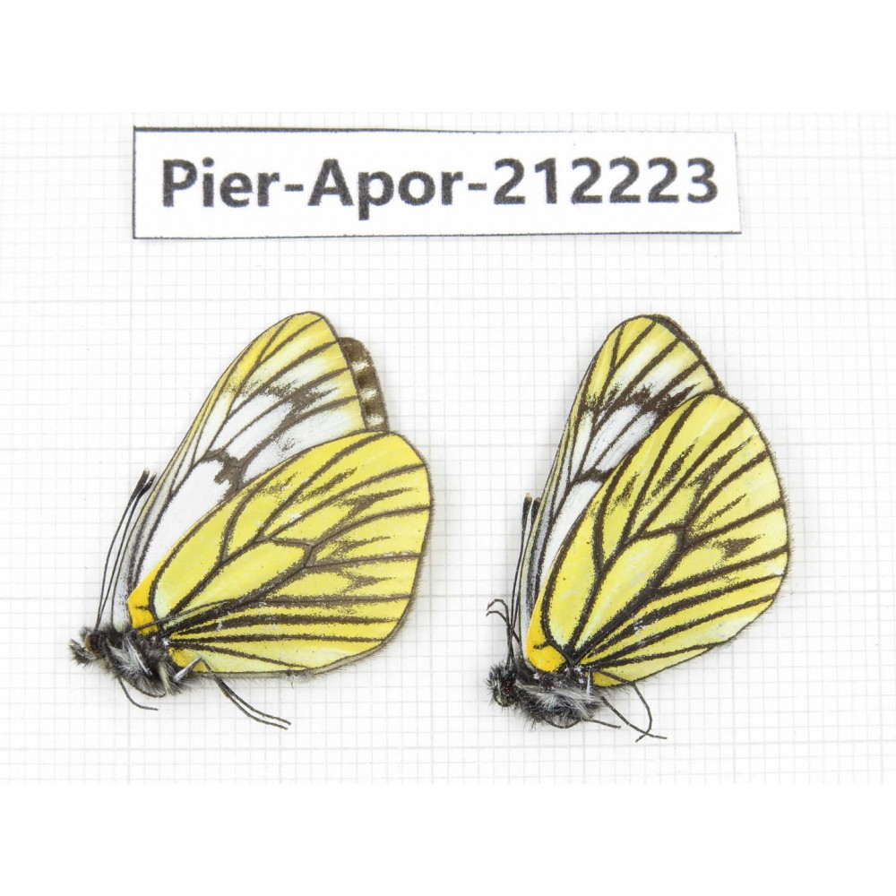 Aporia procris procris. China, Sichuan, Ganzi, Kangding, Mt.Zheduoshan. 2M. Pier-Apor-212223.