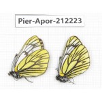 Aporia procris procris. China, Sichuan, Ganzi, Kangding, Mt.Zheduoshan. 2M. Pier-Apor-212223.