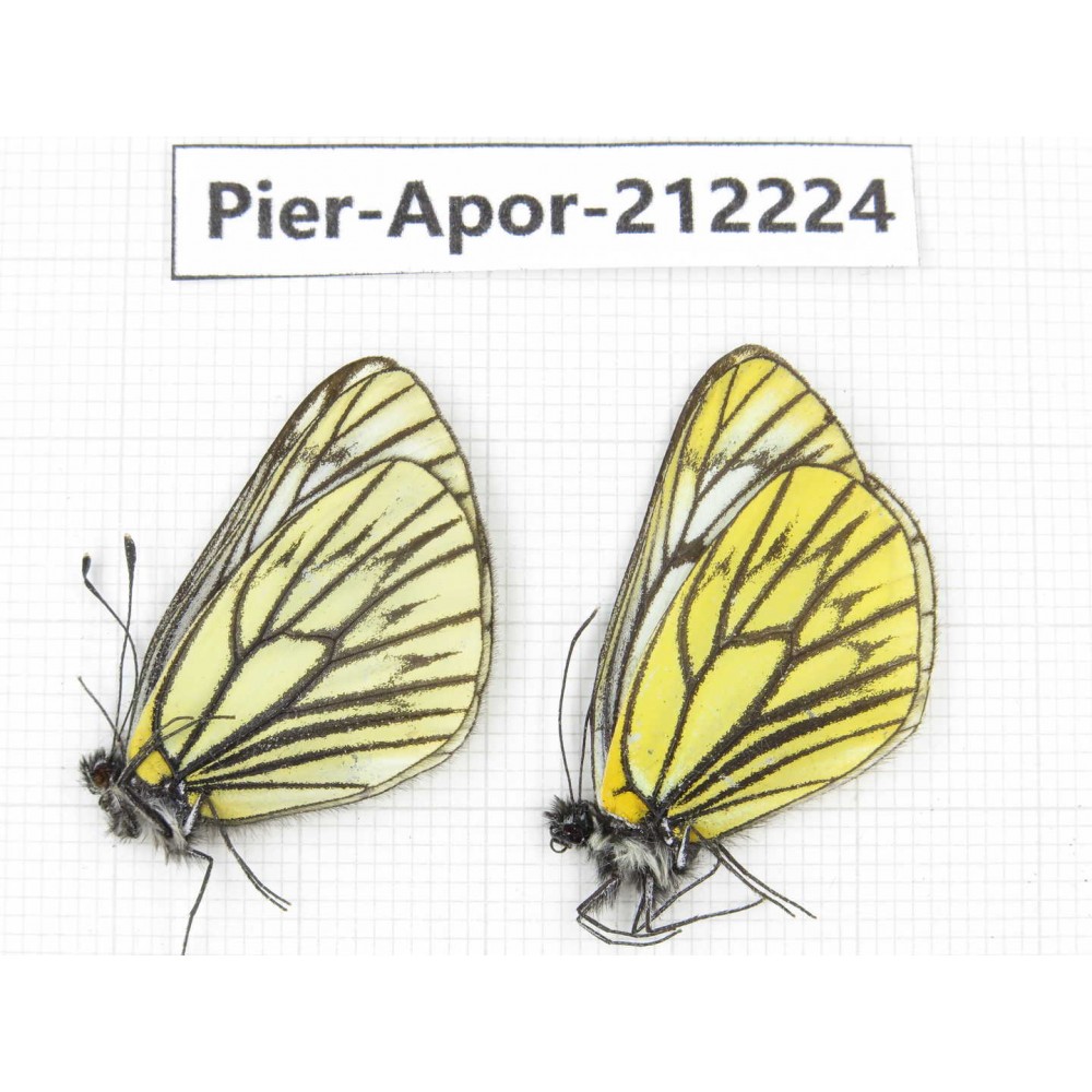 Aporia procris procris. China, Sichuan, Ganzi, Kangding, Mt.Zheduoshan. 2M. Pier-Apor-212224.