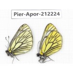 Aporia procris procris. China, Sichuan, Ganzi, Kangding, Mt.Zheduoshan. 2M. Pier-Apor-212224.