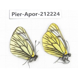 Aporia procris procris. China, Sichuan, Ganzi, Kangding, Mt.Zheduoshan. 2M. Pier-Apor-212224.