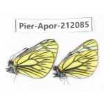 Aporia procris procris. China, Sichuan, Ganzi, Kangding, Tagong town. 2M. Pier-Apor-212085.