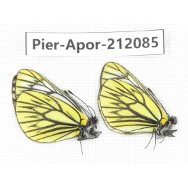 Aporia procris procris. China, Sichuan, Ganzi, Kangding, Tagong town. 2M. Pier-Apor-212085.