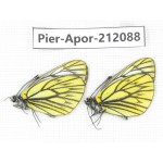 Aporia procris procris. China, Sichuan, Ganzi, Kangding, Tagong town. 2M. Pier-Apor-212088.