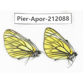 Aporia procris procris. China, Sichuan, Ganzi, Kangding, Tagong town. 2M. Pier-Apor-212088.