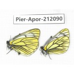 Aporia procris procris. China, Sichuan, Ganzi, Kangding, Tagong town. 2M. Pier-Apor-212090.
