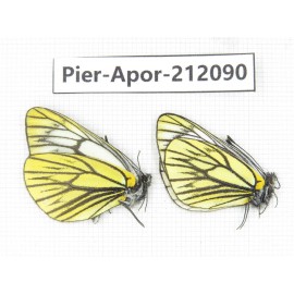 Aporia procris procris. China, Sichuan, Ganzi, Kangding, Tagong town. 2M. Pier-Apor-212090.