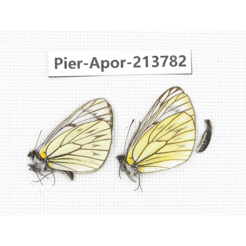 Aporia procris procris. China, Tibet, Qamdo, Mt. Dongdashan. 2M. Pier-Apor-213782.