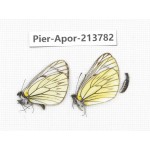 Aporia procris procris. China, Tibet, Qamdo, Mt. Dongdashan. 2M. Pier-Apor-213782.