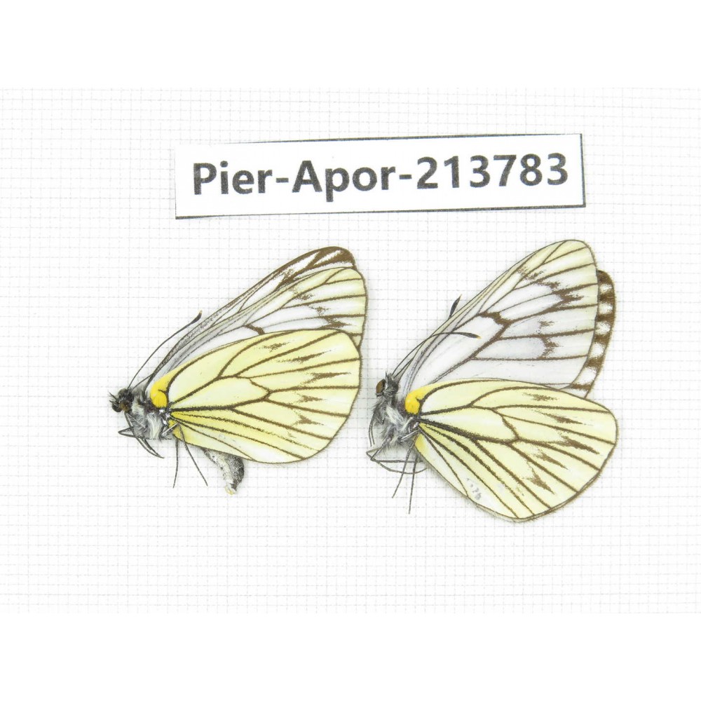 Aporia procris procris. China, Tibet, Qamdo, Mt. Dongdashan. 2M. Pier-Apor-213783.