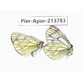 Aporia procris procris. China, Tibet, Qamdo, Mt. Dongdashan. 2M. Pier-Apor-213783.