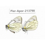 Aporia procris procris. China, Tibet, Qamdo, Mt. Dongdashan. 2M. Pier-Apor-213798.