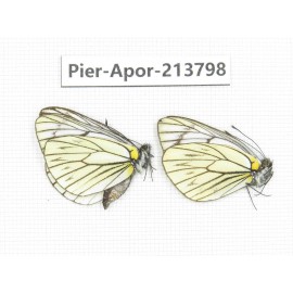 Aporia procris procris. China, Tibet, Qamdo, Mt. Dongdashan. 2M. Pier-Apor-213798.
