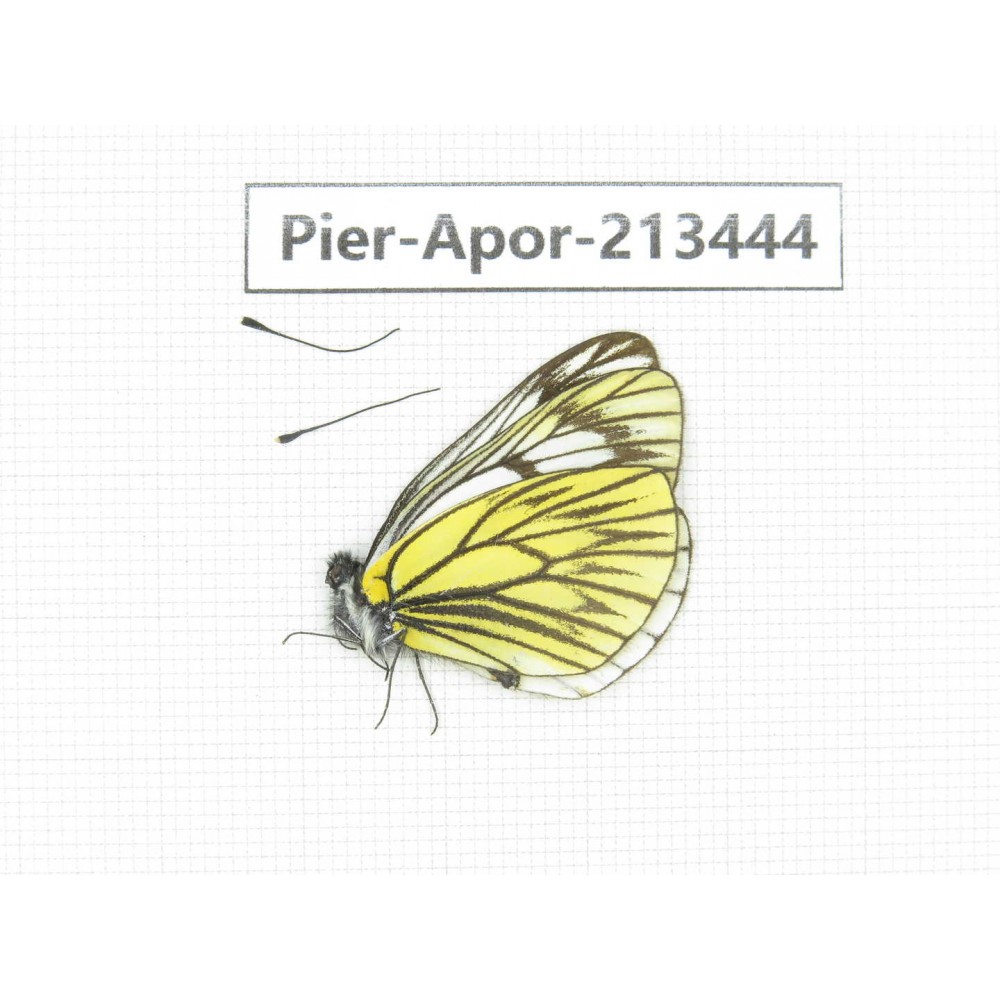 Aporia procris nyanchuensis. China, Tibet, Qamdo, Mt.Zonglashan. 1M. Pier-Apor-213444.