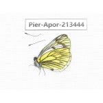Aporia procris nyanchuensis. China, Tibet, Qamdo, Mt.Zonglashan. 1M. Pier-Apor-213444.