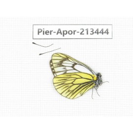 Aporia procris nyanchuensis. China, Tibet, Qamdo, Mt.Zonglashan. 1M. Pier-Apor-213444.