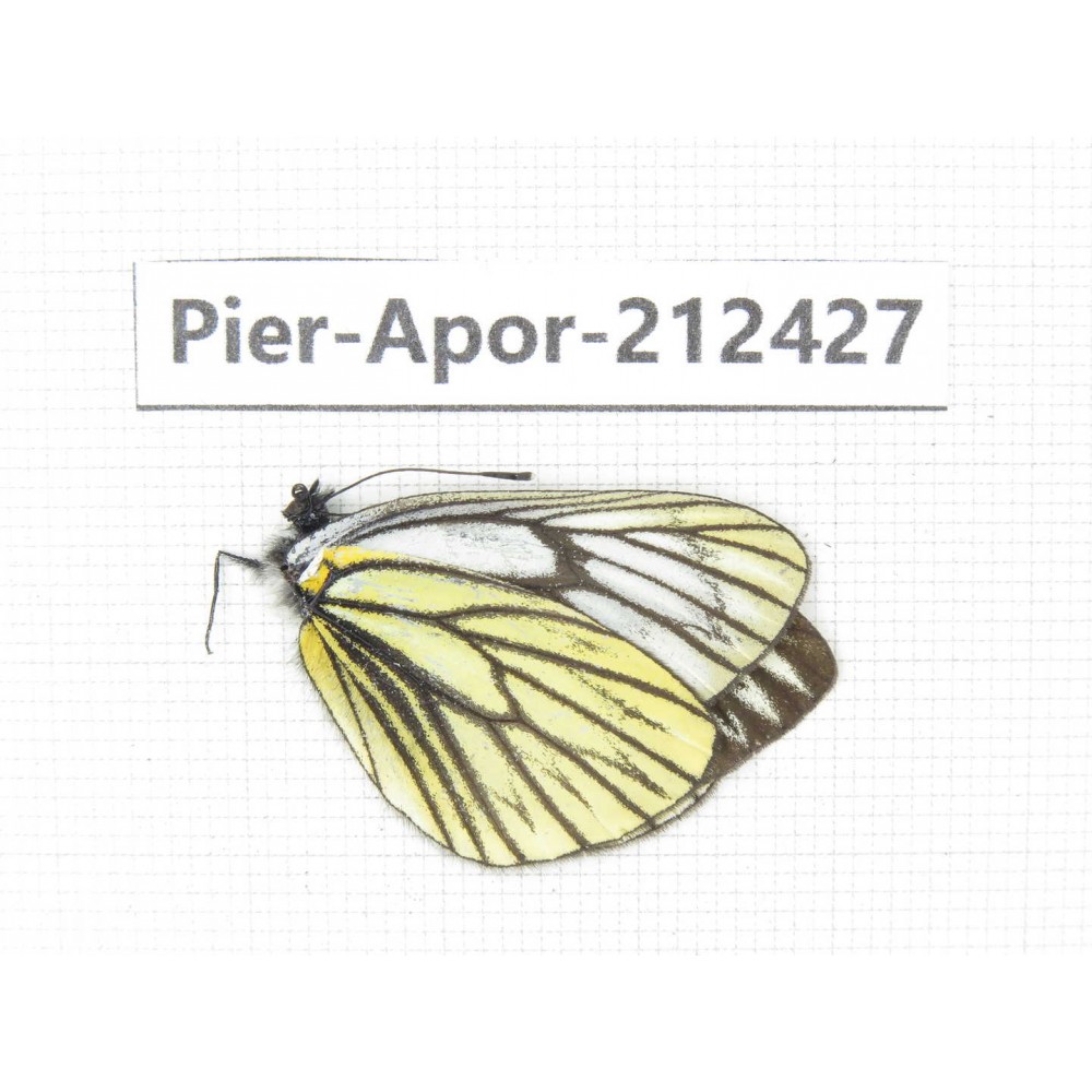 Aporia procris ssp. China, Yunnan, Xiangerila, Deqin county, Xiaruo town. 1M. Pier-Apor-212427.