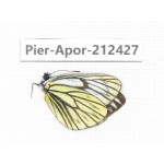 Aporia procris ssp. China, Yunnan, Xiangerila, Deqin county, Xiaruo town. 1M. Pier-Apor-212427.