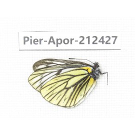 Aporia procris ssp. China, Yunnan, Xiangerila, Deqin county, Xiaruo town. 1M. Pier-Apor-212427.